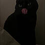 animal, black_cat, cat, cozy, cute, dark, ears, eyes, face, feline, fur, indoors, licking, mystery, pet, portrait, shadow, sitting, tongue_out, whiskers