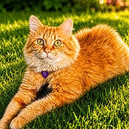 Tommy Gardner is registered to the contest to win money with this photo: animal, cat, closeup, cute, daylight, eyes, feline, fluffy, fur, garden, grass, greenery, nature, orange_cat, outdoor, pet, portrait, relaxed, sunlight, whiskers