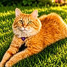animal, cat, closeup, cute, daylight, eyes, feline, fluffy, fur, garden, grass, greenery, nature, orange_cat, outdoor, pet, portrait, relaxed, sunlight, whiskers