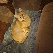 Cordoba is registered to the contest to win money with this photo: cat, orange_cat, feline, pet, indoor, blanket, plush_blanket, couch, sofa, living_room, rug, wooden_floor, table, side_table, collar, looking_up, fur, paws, cozy, relaxed