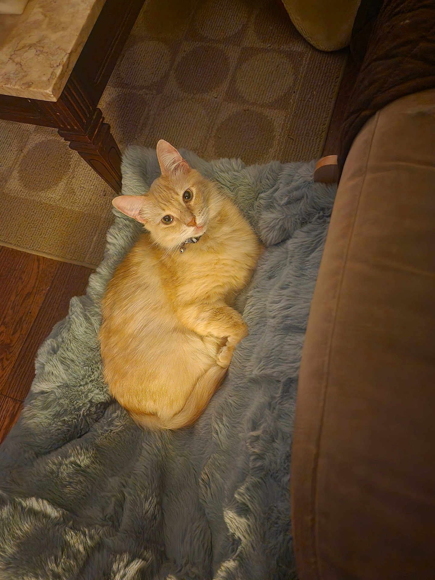 Cordoba is registered to the contest to win money with this photo: cat, orange_cat, feline, pet, indoor, blanket, plush_blanket, couch, sofa, living_room, rug, wooden_floor, table, side_table, collar, looking_up, fur, paws, cozy, relaxed