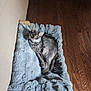 cat, pet, feline, plush_bed, bed, fur, hardwood_floor, wood_floor, indoor, domestic, portrait, looking_up, green_eyes, whiskers, collar, sleepy, paw, ears, cozy, gray_cat