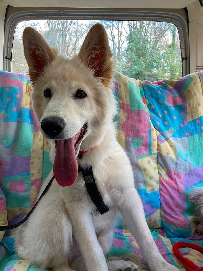 Thaiko participe au concours pour gagner de l'argent avec cette photo : ancient_dog_breeds, canis, carnivore, collar, comfort, companion_dog, dog, dog_breed, fang, fawn, fur, paw, snout, sporting_group, tail, terrestrial_animal, whiskers, window, working_animal, working_dog