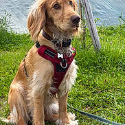 Aspen a rejoint le concours — aidez-le/la à gagner de superbes lots ! dog, puppy, golden_retriever, red_harness, grass, outdoor, greenery, leash, wooden_pole, blue_tarp, pet, animal, canine, sitting, fur, cute, nature, young_dog, alert, collar