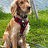 dog, puppy, golden_retriever, red_harness, grass, outdoor, greenery, leash, wooden_pole, blue_tarp, pet, animal, canine, sitting, fur, cute, nature, young_dog, alert, collar