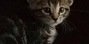Yoda joined the competition — help win amazing prizes! animal, cat, closeup, curious, cute, dark, ears, feline, furry, indoor, kitten, pet, portrait, sitting, small, soft, striped, tabby, whiskers, young