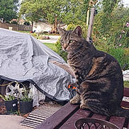 Yoda is registered to the contest to win money with this photo: animal, bench, calm, car, car_tarp, cat, feline, flower, garden, greenery, leaf, nature, outdoor, pet, plants, sitting, sunlight, tabby_cat, wood, yard