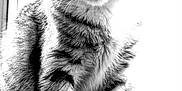 Sofia a rejoint le concours — aidez-le/la à gagner de superbes lots ! cat, tabby, animal, pet, feline, sitting, whiskers, fur, stripes, close_up, black_and_white, portrait, indoor, cute, looking_at_camera, ears, tail, floor, domestic, mammal