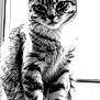 cat, tabby, animal, pet, feline, sitting, whiskers, fur, stripes, close_up, black_and_white, portrait, indoor, cute, looking_at_camera, ears, tail, floor, domestic, mammal