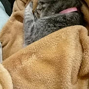 Sofia participe au concours pour gagner de l'argent avec cette photo : cat, tabby_cat, sleeping, blanket, cozy, pink_collar, fur, pet, domestic_animal, resting, indoor, soft_texture, relaxed, animal, cute, feline, warm, comfort, closeup, wrapped