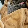 cat, tabby_cat, sleeping, blanket, cozy, pink_collar, fur, pet, domestic_animal, resting, indoor, soft_texture, relaxed, animal, cute, feline, warm, comfort, closeup, wrapped