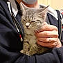 person, cat, kitten, face_mask, hand, indoor, clothing, hoodie, portrait, animal, pet, gray_cat, young_cat, holding, cute, sleepy, feline, wall_art, poster, human