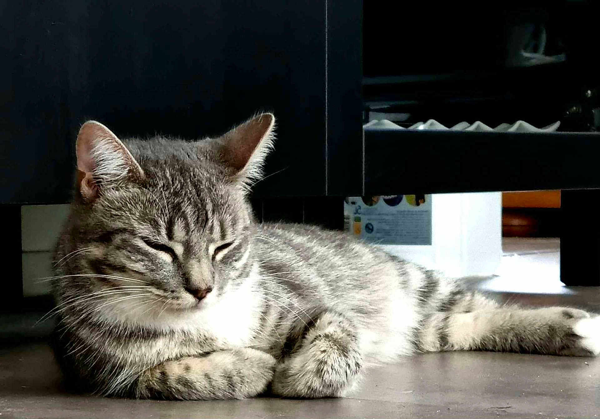 Sofia