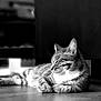 cat, tabby, animal, pet, feline, relaxed, indoor, black_and_white, sleeping, resting, fur, whiskers, floor, quiet, peaceful, close_up, domestic_animal, cute, soft_light, calm