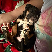 Asher is registered to the contest to win money with this photo: adorable, animal, black, blanket, brown, closeup, comfort, cozy, cute, dog, fur, hand, indoor, paw, pet, puppy, resting, sleeping, white, young