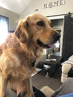 Charlie is registered to the contest to win money with this photo: canidae, carnivore, companion_dog, dog, dog_breed, fawn, flooring, fur, golden_retriever, gun_dog, pet_supply, snout, sporting_group, whiskers, window, working_animal, working_dog
