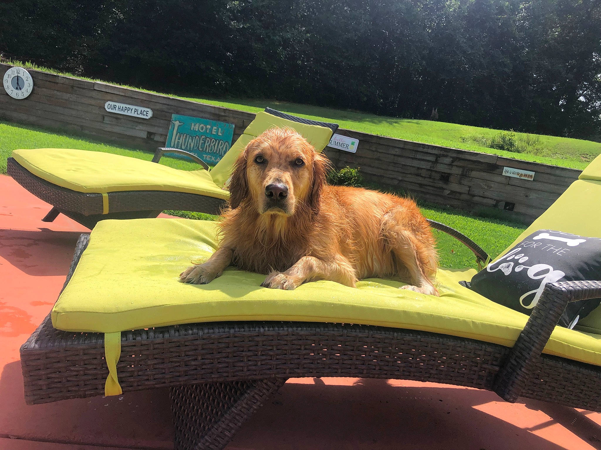 Charlie joined the competition — help win amazing prizes! automotive_exterior, bench, carnivore, companion_dog, dog, dog_breed, fawn, grass, leisure, liver, outdoor_furniture, recreation, rectangle, shade, sporting_group, sports_equipment, table, tree, vehicle_door, wood