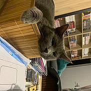 Néko a rejoint le concours — aidez-le/la à gagner de superbes lots ! art, cat, domestic_rabbit, domestic_short_haired_cat, felidae, fur, mammal, paper, rabbit, rabbits_and_hares, room, shelf, shelving, small_to_medium_sized_cats, snout, stuffed_toy, tail, toy, vertebrate, whiskers