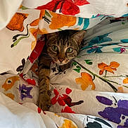 Whisky participe au concours pour gagner de l'argent avec cette photo : cat, tabby, animal, pet, blanket, floral_pattern, cozy, indoor, curious, paw, green_eyes, fabric, colorful, cute, resting, fur, whiskers, comfort, playful, hideout