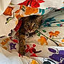 cat, tabby, animal, pet, blanket, floral_pattern, cozy, indoor, curious, paw, green_eyes, fabric, colorful, cute, resting, fur, whiskers, comfort, playful, hideout