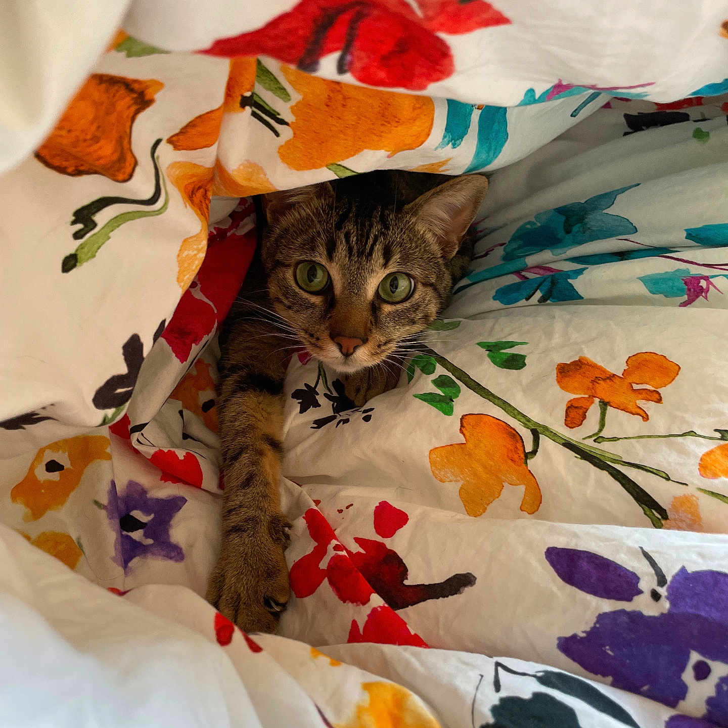 Whisky participe au concours pour gagner de l'argent avec cette photo : animal, blanket, cat, colorful, comfort, cozy, curious, cute, fabric, floral_pattern, fur, green_eyes, hideout, indoor, paw, pet, playful, resting, tabby, whiskers