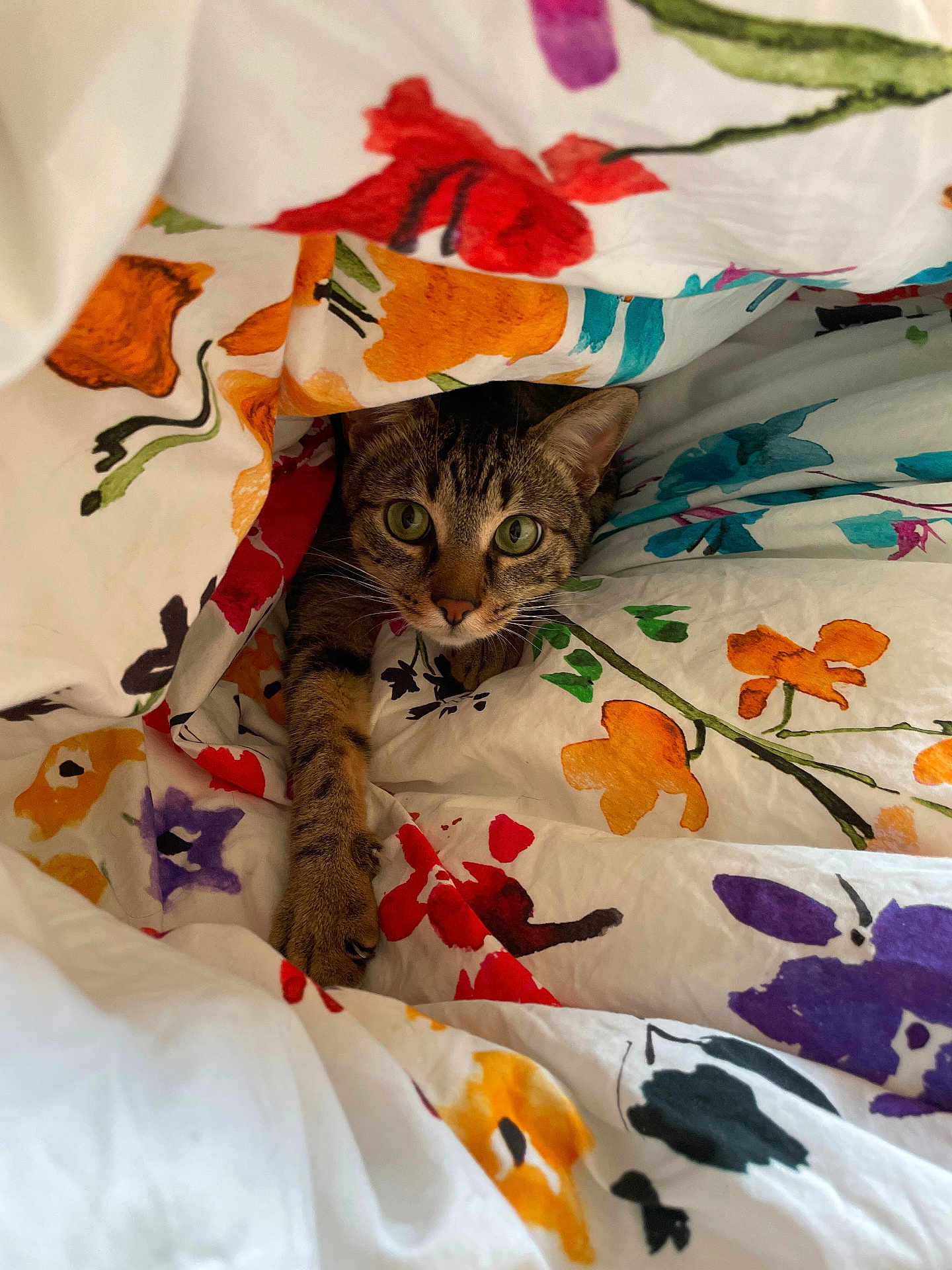 Whisky participe au concours pour gagner de l'argent avec cette photo : cat, tabby, animal, pet, blanket, floral_pattern, cozy, indoor, curious, paw, green_eyes, fabric, colorful, cute, resting, fur, whiskers, comfort, playful, hideout