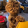 Fizzy is registered to the contest to win money with this photo: blanket, cat, couch, cozy, curious, cushion, decor, fluffy, fur, furniture, groomed, home, indoor, lamp, living_room, paw, pet, wide_eyes, wood_floor, yellow