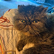 Fizzy is registered to the contest to win money with this photo: animal, blanket, blurry_background, cat, close_up, cozy, dog, fan, fluffy, fur, furniture, grumpy_face, home, indoor, pet, portrait, relaxed, window, yarn, yellow_eyes