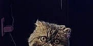 Fizzy is registered to the contest to win money with this photo: alert, animal, blanket, cat, close_up, cozy, curious, cute, dark_background, domestic_animal, feline, fluffy, fur, indoor, mammal, pet, playful, soft_texture, whiskers, wide_eyes