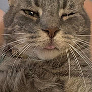 Sebastian is registered to the contest to win money with this photo: cat, close_up, tabby, gray, whiskers, face, pet, animal, fur, sleepy, tongue, cute, domestic_cat, indoor, feline, portrait, relaxed, muzzle, ears, nose