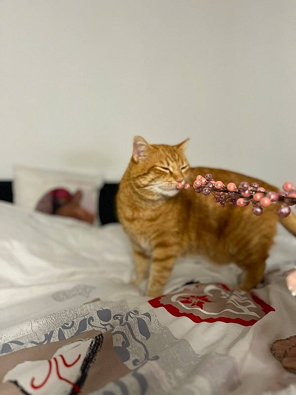 Twitter participe au concours pour gagner de l'argent avec cette photo : bed, bedding, carnivore, cat, claw, comfort, domestic_short_haired_cat, fawn, felidae, flooring, fur, linens, paw, room, small_to_medium_sized_cats, snout, tail, terrestrial_animal, whiskers, wood