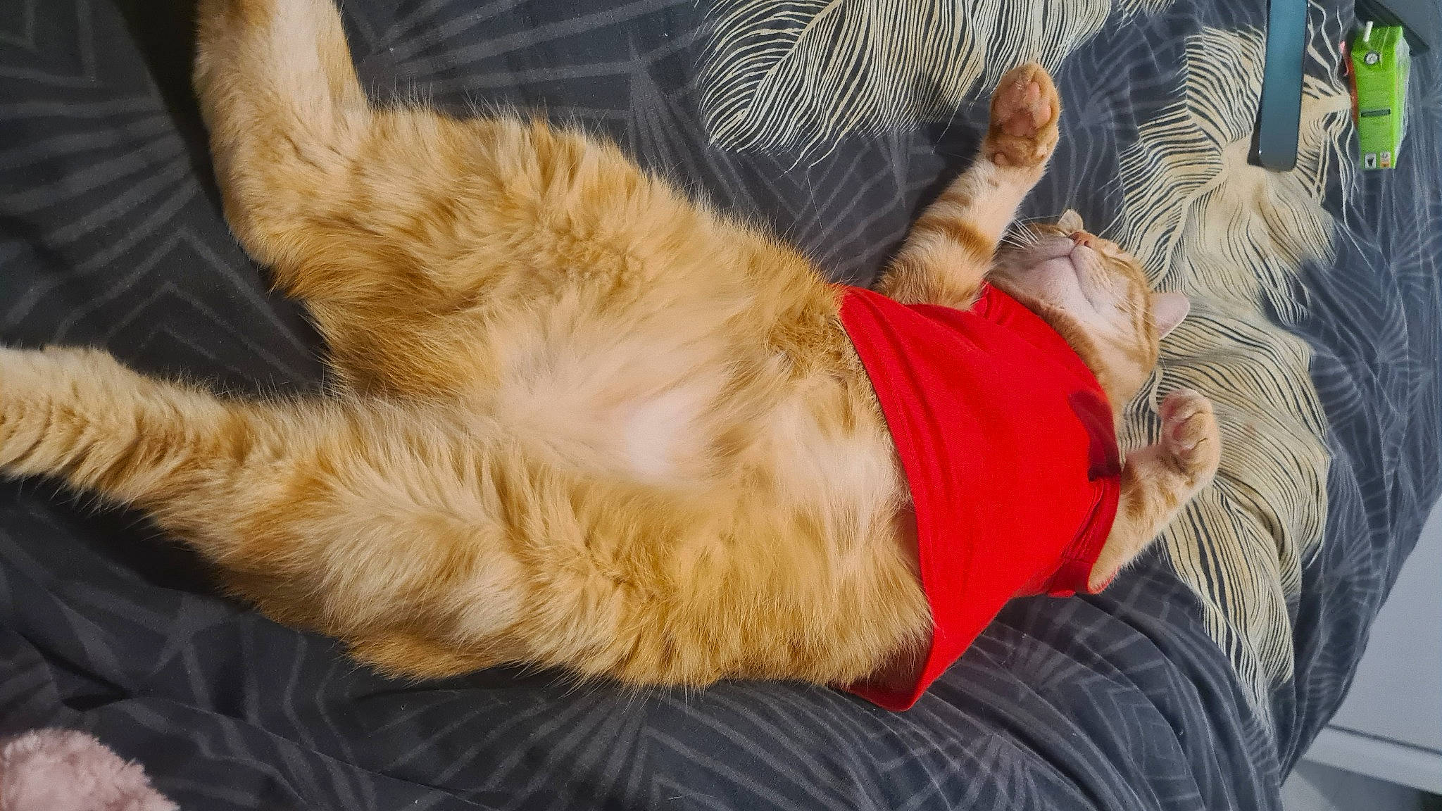 Twitter a rejoint le concours — aidez-le/la à gagner de superbes lots ! canidae, carnivore, cat, comfort, companion_dog, dog_breed, fawn, felidae, foot, fur, gesture, human_leg, lap, paw, sitting, small_to_medium_sized_cats, tail, tree, whiskers, wood