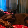 Mia joined the competition — help win amazing prizes! animal, bed, blanket, brown, calm, comfort, cozy, curtain, dog, furniture, home, indoor, napping, pet, pillow, red, relaxed, resting, sleeping, wood