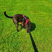 Mia joined the competition — help win amazing prizes! animal, brown_dog, canine, closeup, daytime, dog, field, grass, greenery, harness, leash, mammal, nature, outdoor, pet, playful, sniffing, summer, sunlight, walking