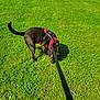 animal, brown_dog, canine, closeup, daytime, dog, field, grass, greenery, harness, leash, mammal, nature, outdoor, pet, playful, sniffing, summer, sunlight, walking