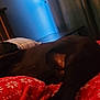 Mia is registered to the contest to win money with this photo: bed, blanket, brown, comfort, cozy, curtain, dog, fabric, furniture, headboard, home, indoor, patterned, pillow, relaxation, resting, room, sleepy, soft_lighting, wood