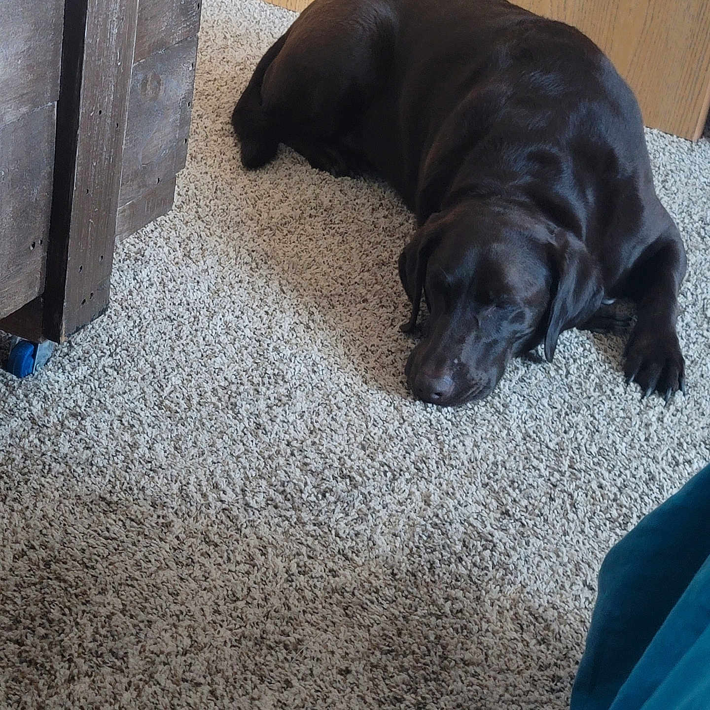 Mia joined the competition — help win amazing prizes! animal, brown_dog, calm, canine, carpet, cozy, dog, domestic, floor, fur, home, indoor, labrador, nap, pet, quiet, relaxing, resting, sleeping, wooden_furniture