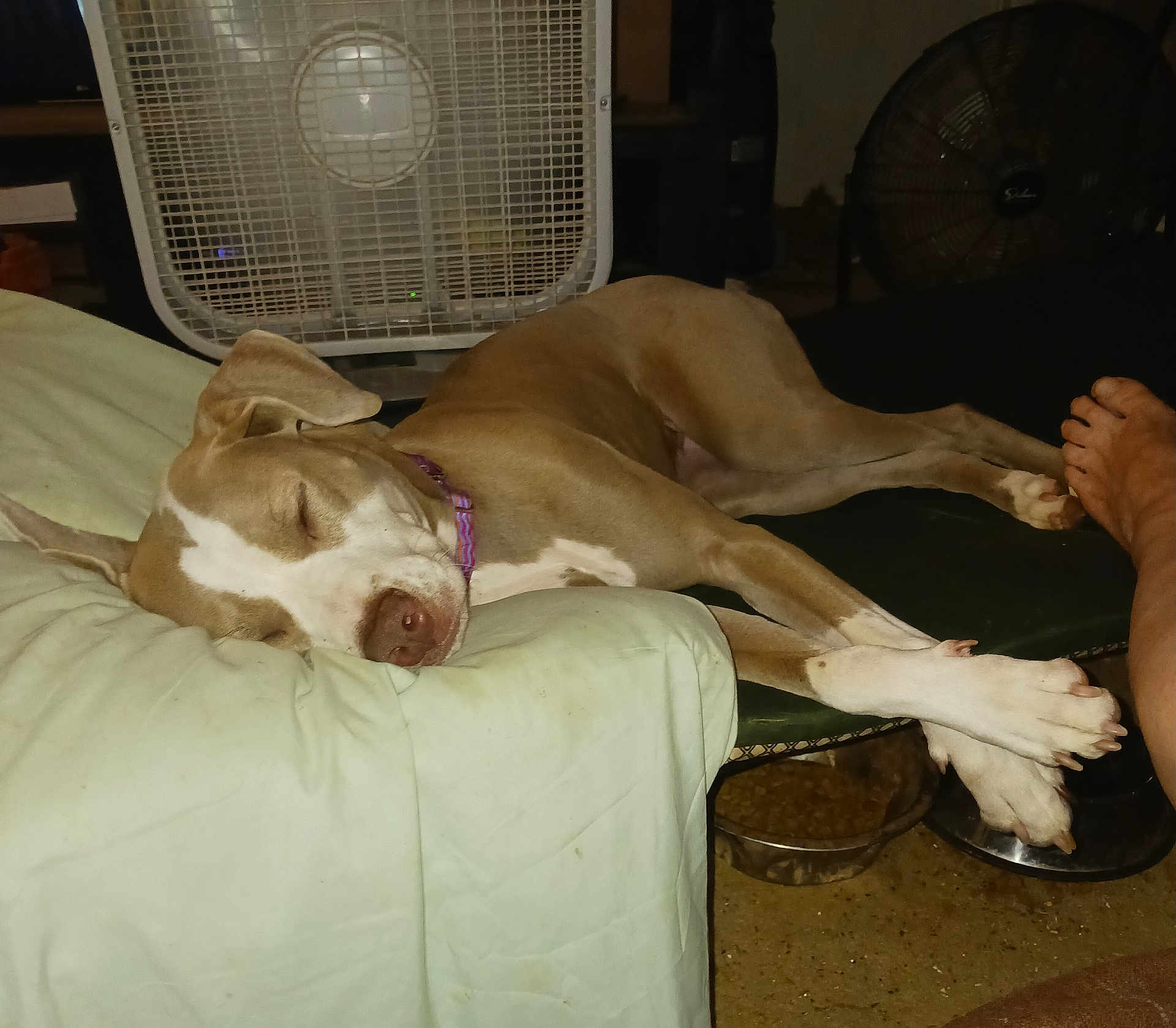 Daisy joined the competition — help win amazing prizes! dog, sleeping, bed, blanket, fan, collar, paw, floor, human_foot, indoor, resting, relaxed, brown_dog, white_markings, furniture, pet, comfort, animal, canine, domestic