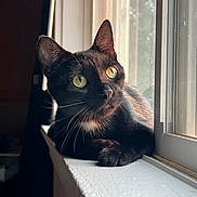 Raven joined the competition — help win amazing prizes! cat, black_cat, windowsill, window, green_eyes, pet, animal, indoor, sunlight, whiskers, curious, feline, domestic_cat, resting, looking_outside, closeup, portrait, soft_light, quiet, relaxed