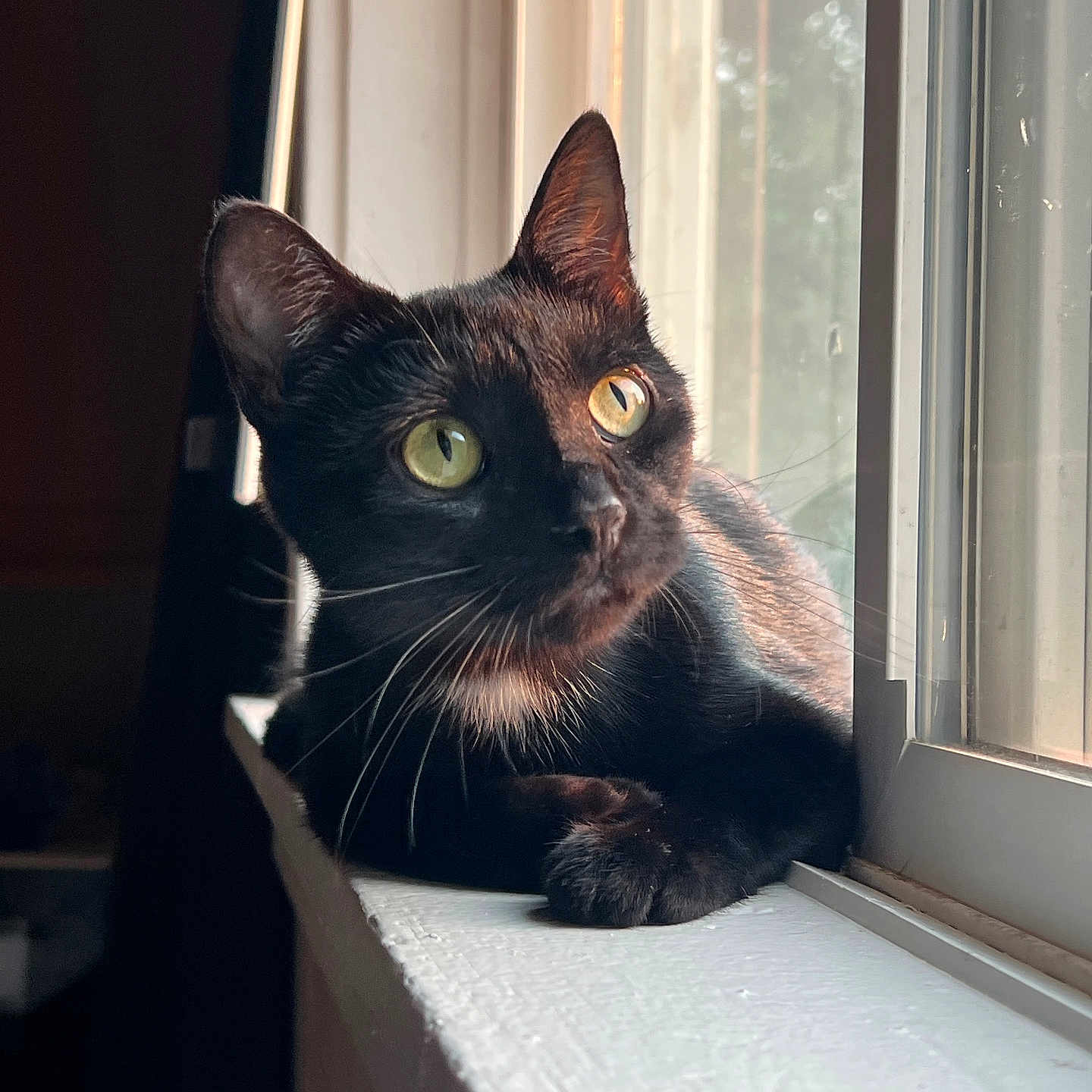 Raven joined the competition — help win amazing prizes! animal, black_cat, cat, closeup, curious, domestic_cat, feline, green_eyes, indoor, looking_outside, pet, portrait, quiet, relaxed, resting, soft_light, sunlight, whiskers, window, windowsill