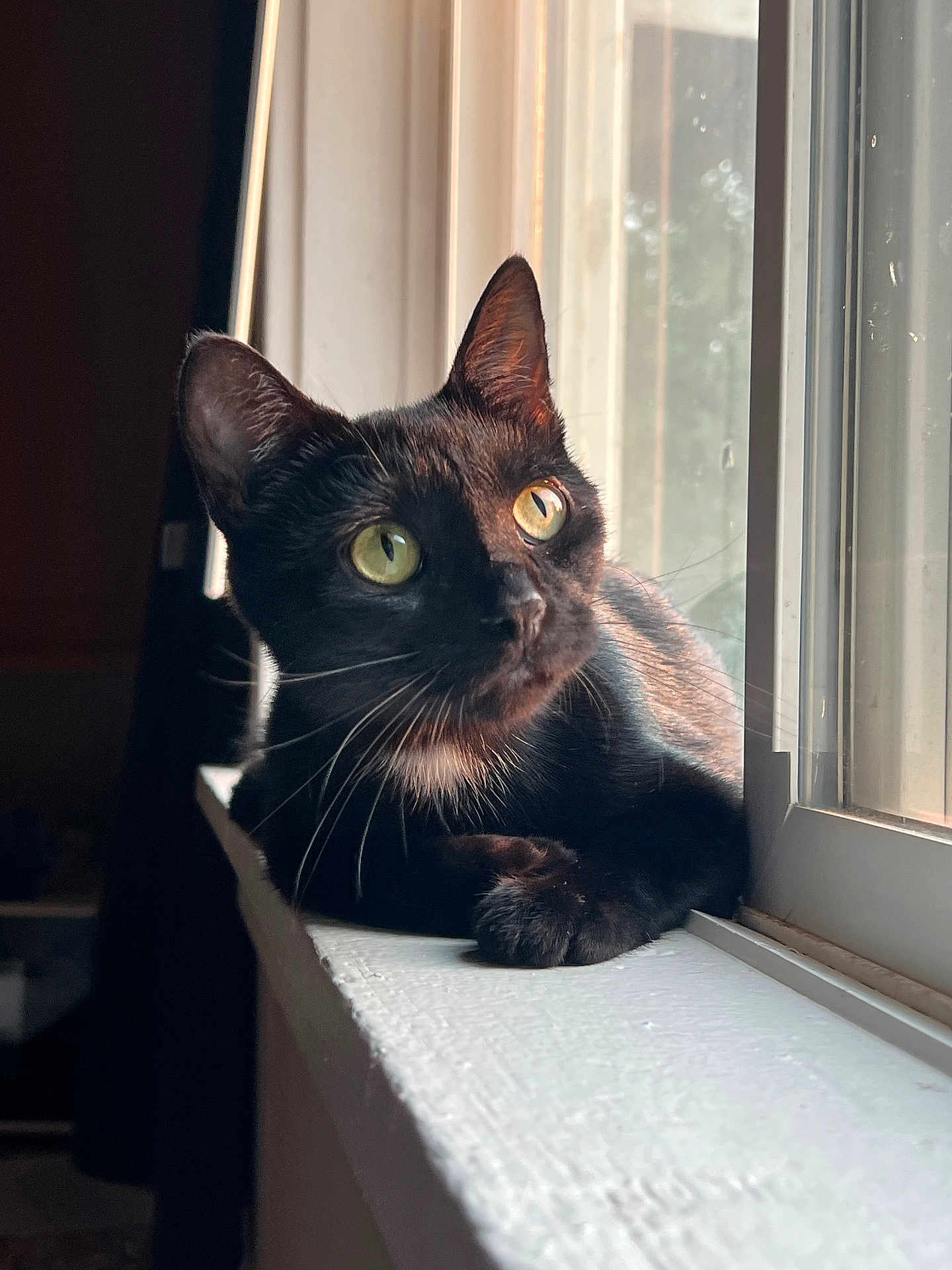 Raven joined the competition — help win amazing prizes! cat, black_cat, windowsill, window, green_eyes, pet, animal, indoor, sunlight, whiskers, curious, feline, domestic_cat, resting, looking_outside, closeup, portrait, soft_light, quiet, relaxed
