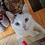 animal_prints, cat, climbing, close_up, curious, feline, flooring, green_eyes, home, indoor, looking_at_camera, pajama_pants, person, pet, pink_nose, rug, slippers, tail, white_cat, wooden_floor