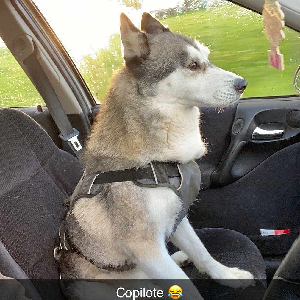 Miska a rejoint le concours — aidez-le/la à gagner de superbes lots ! accessories, alloywheel, animal, belt, canine, car, carwheel, cushion, dog, eskimodog, homedecor, husky, machine, outdoors, pet, puppy, spoke, tire, transportation, vehicle