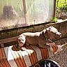 Symba a rejoint le concours — aidez-le/la à gagner de superbes lots ! animal, bench, blanket, canine, collar, daylight, dog, garden, gravel, outdoor, peaceful, pet, relaxation, resting, shade, stone_wall, striped, sunlight, sunny, wood