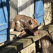 Symba a rejoint le concours — aidez-le/la à gagner de superbes lots ! animal, blue_shutters, brown_dog, building_wall, collar, daylight, dog, domestic_animal, nature, outdoor, peaceful, pet, quiet, relaxed, shadow, stone_wall, sunlight, white_markings, window, wooden_ledge