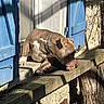 animal, blue_shutters, brown_dog, building_wall, collar, daylight, dog, domestic_animal, nature, outdoor, peaceful, pet, quiet, relaxed, shadow, stone_wall, sunlight, white_markings, window, wooden_ledge