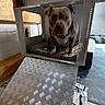 Symba participe au concours pour gagner de l'argent avec cette photo : animal, brown_dog, collar, container, crate, cushion, dog, floor, flooring, furniture, garage, house, indoor, looking, metal, pet, ramp, resting, side_view, wall