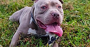 Symba a rejoint le concours — aidez-le/la à gagner de superbes lots ! animal, canine, closeup, collar, dog, drool, field, grass, greenery, ground, happy, mammal, nature, outdoor, pet, pitbull, playful, summer, tongue_out, young