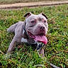 animal, canine, closeup, collar, dog, drool, field, grass, greenery, ground, happy, mammal, nature, outdoor, pet, pitbull, playful, summer, tongue_out, young