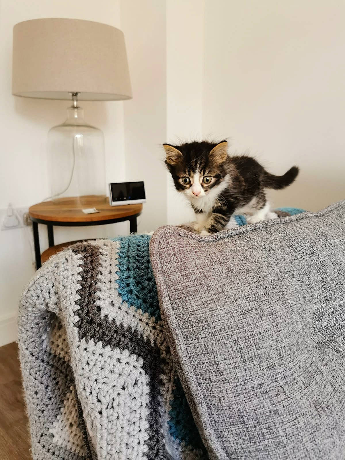 Ferguson is registered to the contest to win money with this photo: carnivore, cat, comfort, domestic_short_haired_cat, european_shorthair, felidae, floor, flooring, fur, furniture, kitten, linens, polydactyl_cat, room, small_to_medium_sized_cats, tabby_cat, table, tail, textile, whiskers